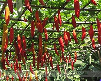 Red Snake Gourd Seeds for Planting - 100 pcs